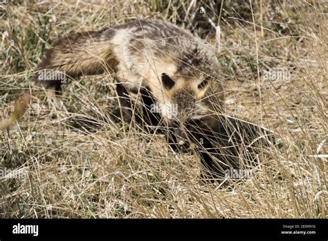 Desert vulpes zerda wild africa hi-res stock photography and images - Alamy