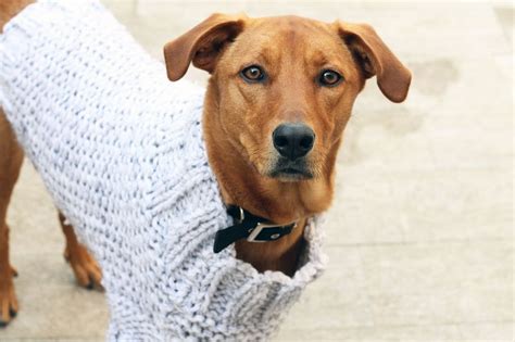 Large Dog Sweater Knitting Pattern | Large dog sweaters, Knit dog ...