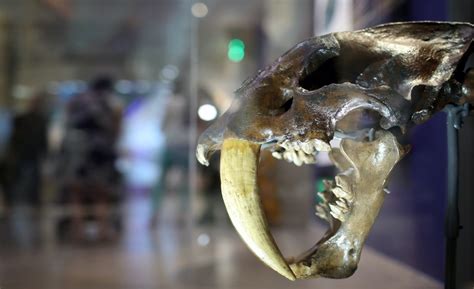 Newly identified American saber-toothed cat was bigger than a tiger and ...