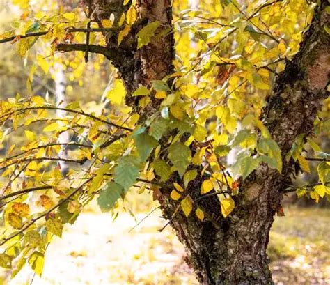 River Birch Tree - Forestry.com