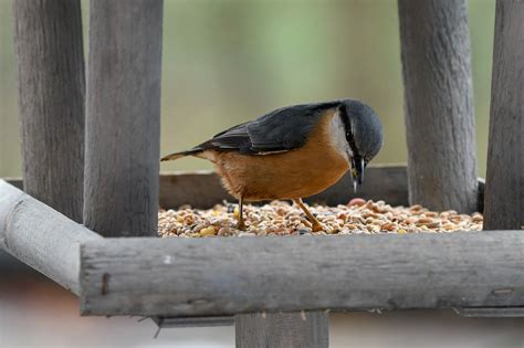 Nuthatch Bird Feeder - Free photo on Pixabay