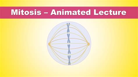 Mitosis Phases - Animated Lecture (Embryology) - YouTube