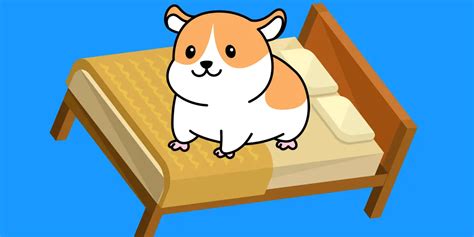 Hamster Sleep: Everything you Need to Know - Hamster Pros