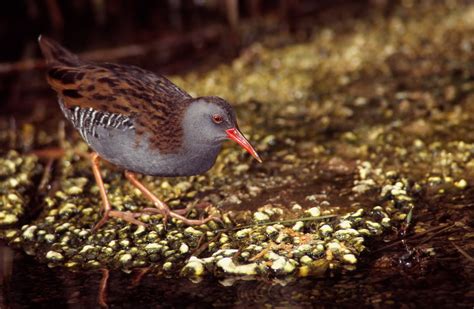 Fauna de Murcia: Familia Rallidae