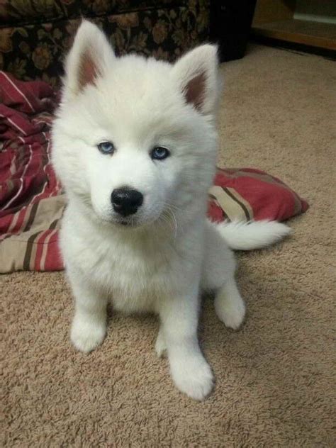 All White Siberian Husky Puppies | PETSIDI