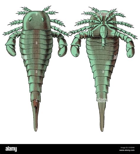 Illustration of Eurypterus remipes, a eurypterid or sea scorpion from the Silurian Period, from ...