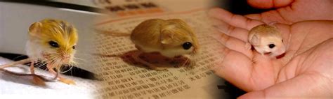 Pygmy Jerboa: Cute Desert Rodent Looks Like Duckling-Mouse