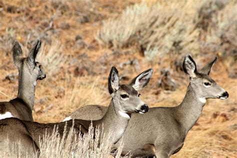 Eastern Sierra Wildlife Watching | Visit Mono County