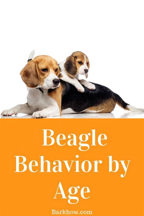 How To Train Your Dog | Beagle dog facts, Beagle dog puppies, Beagle pictures