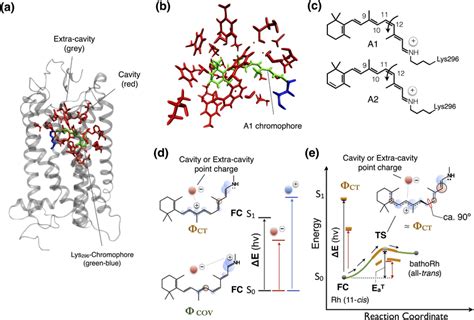 Rhodopsin structure and point-charge model. (a) Crystallographic... | Download Scientific Diagram