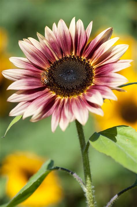 File:Sunflower "Strawberry Blonde" (3931552086).jpg