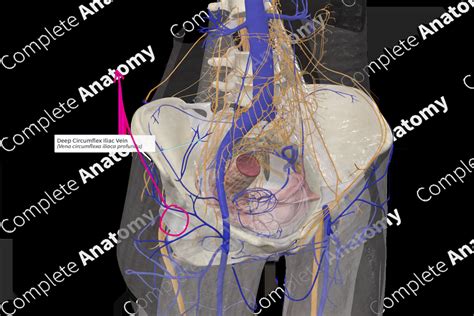 Deep Circumflex Iliac Vein | Complete Anatomy