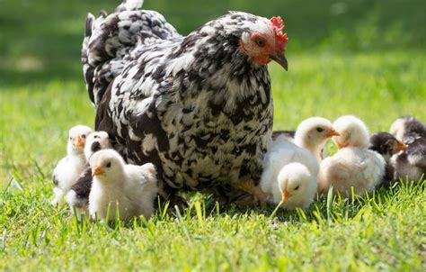 How To Hatch Eggs With A Broody Hen – 9 Steps – chicken-knowledge