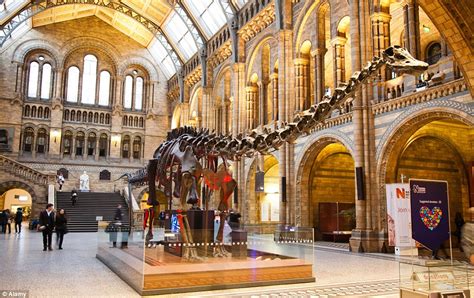 Natural History Museum to replace Dippy the diplodocus with blue whale skeleton | Daily Mail Online