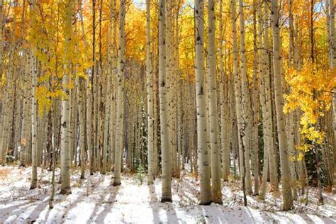 'Aspen Trees in the Snow in Early Winter Time' Photographic Print ...