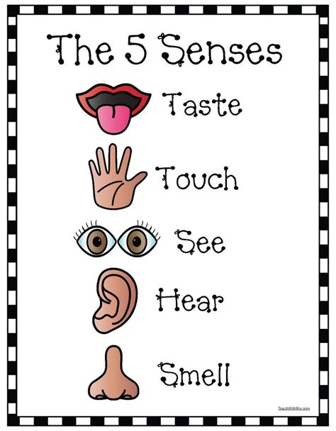 the 5 senses taste touch see hear smell