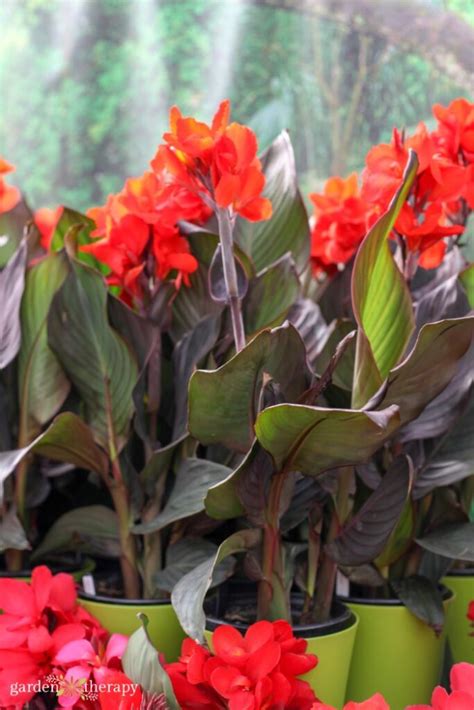 The Ultimate Canna Lily Care and Growing Guide - Garden Therapy