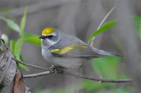 Featured Species: Golden-winged Warbler – Audubon Society of Kalamazoo