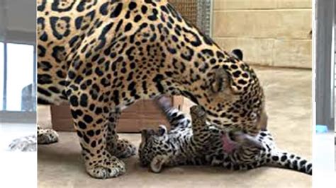 jaguar giving birth - YouTube