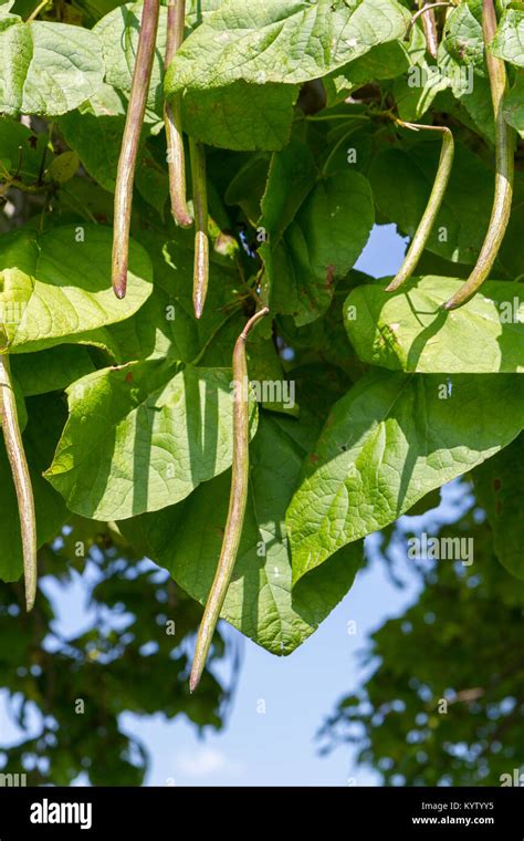 Catalpa Tree Seed Pods