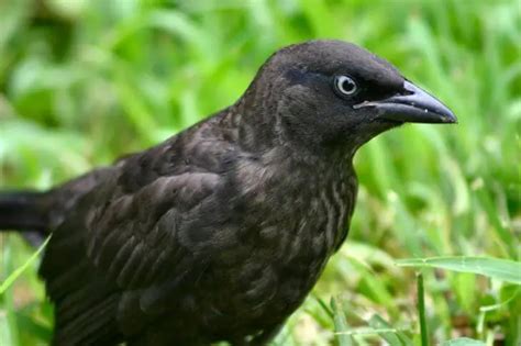 15 Types of Black Birds with Black Beaks