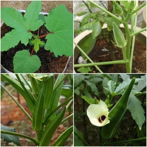 Growing Lady Finger In Pots, Containers, Indoors | Agri Farming