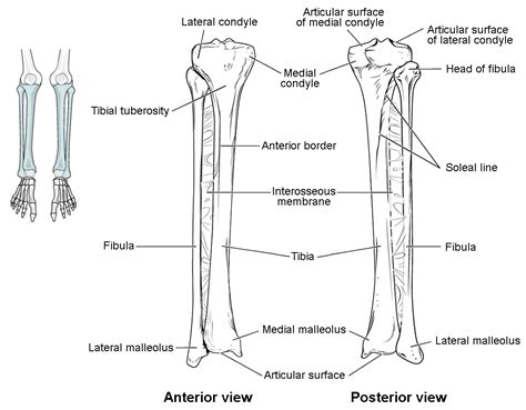 Bones of the Lower Limb | Anatomy and Physiology I