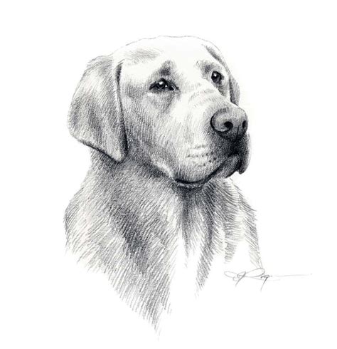 LABRADOR RETRIEVER Dog Pencil Drawing Art Print by Artist DJ Rogers - Etsy