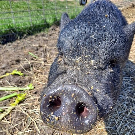 Our Potbelly Pig Family — Tiny Hooves Sanctuary