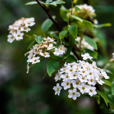 Sandankwa Viburnum - Charleston Parks Conservancy