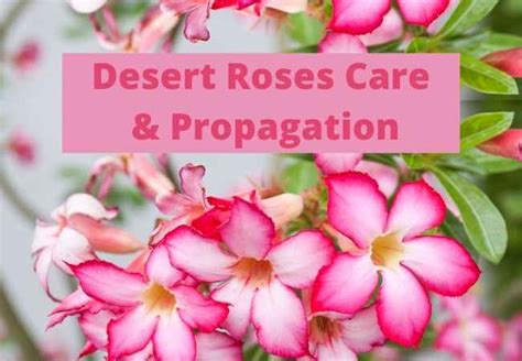 Desert Rose Care and Propagation - Multigardening