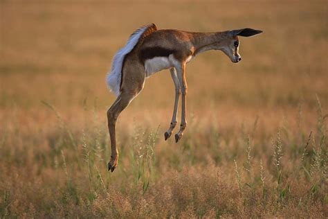 lekker kos... met 'n grypie gemmer, lekker lewe met 'n grypie liefde: springbok boud