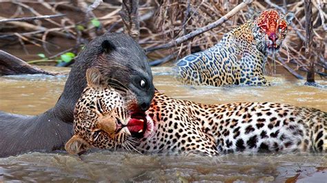 Giant Otter Bite Jaguar Head Seriously Injured For Daring To Attack Its ...