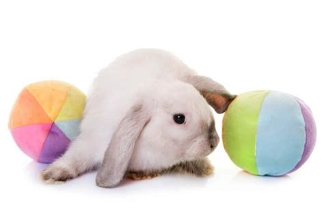 The Best Toys for Your Pet Rabbit - SimplyRabbits - Rabbit care