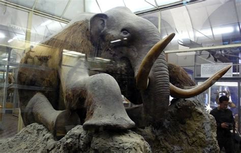 How did millions of mammoth fossils form?