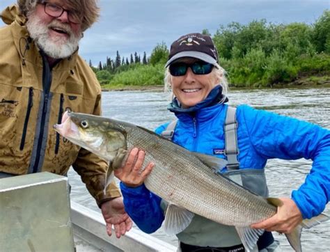 Pro Tips: What's a Sheefish and How Do You Catch One? - Orvis News