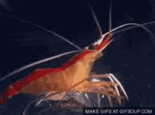 Shrimp Upturned GIF - Shrimp Upturned Dog - Discover & Share GIFs