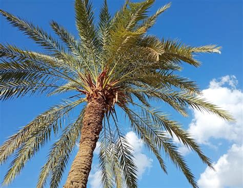 Premium Photo | Palm tree on blue sky