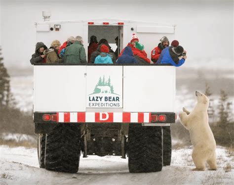 Best Time to Visit Churchill Manitoba for Hudson Bay Polar Bears - Unstoppable Stacey ...