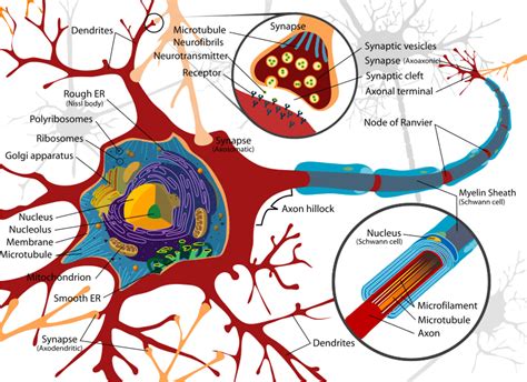 Difference Between Neurilemma and Myelin Sheath | Compare the ...