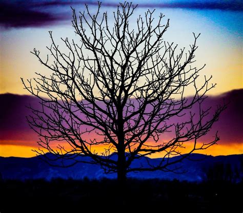 Sunset Purple Tree - ViewBug.com