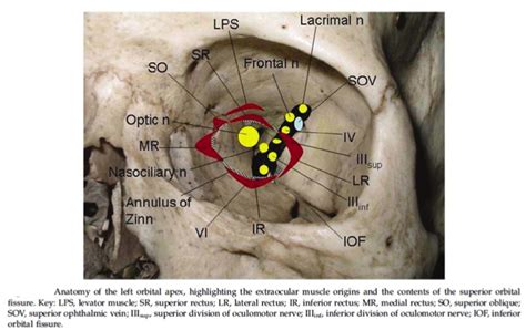 Cureus | A Clinical Review of Orbital Anatomy and Its Relevance to Retrobulbar Anaesthesia