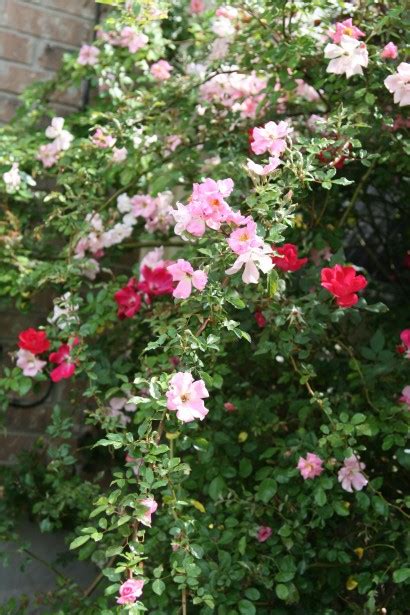 Wild Rose Bush Free Stock Photo - Public Domain Pictures