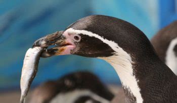 Humboldt Penguin - Facts, Diet & Habitat Information