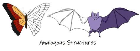 What Is An Analogous Structure - cloudshareinfo