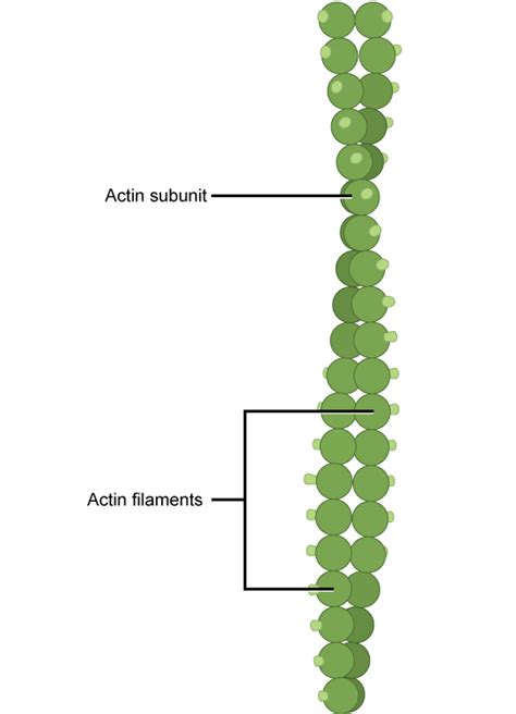 Filaments in the Cytoskeleton | Cell Structure