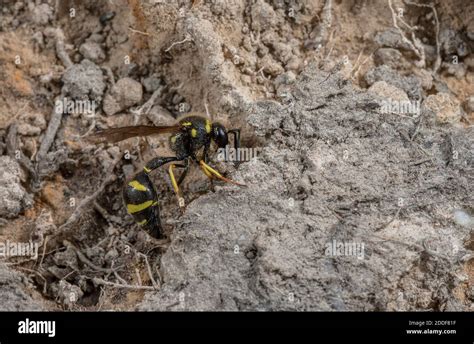 Potter wasp nest hi-res stock photography and images - Alamy