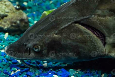 Fish sturgeon swims in the aquarium of oceanarium. Sturgeon fish ...