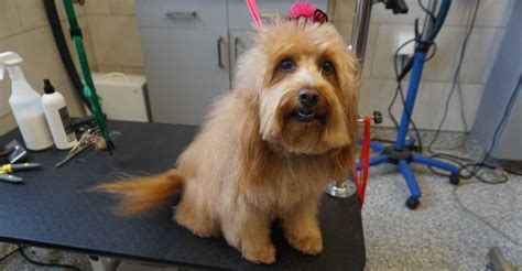 Grooming Matted Dog Hair | Tucker Pup's Pet Resort