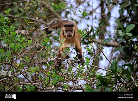 Brown Capuchin, Tufted Capuchin, Black-capped Capuchin, (Cebus apella ...